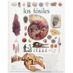 LOS FOSILES