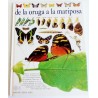 DE LA ORUGA A LA MARIPOSA